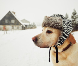 Nehogy ezzel béleld ki a kutyád házát télen, rengeteg gazdi elköveti ezt a hibát Nehogy ezzel béleld ki a kutyád házát télen, rengeteg gazdi elköveti ezt a hibát