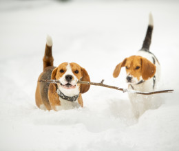 Ezt tedd, ha megfázott a kutyád a hideg időben – C-vitamin például nem szabad adni neki Ezt tedd, ha megfázott a kutyád a hideg időben – C-vitamin például nem szabad adni neki