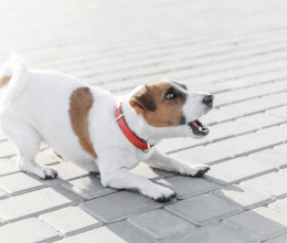 Kemény bírságot kaphatsz, ha állandóan ugat a kutyád