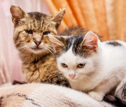 Ez most komoly? Macskák millióit sterilizálnák a magyarok egyik kedvenc szigetén