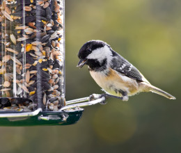 Tudod segíteni a madarakat a kemény fagyban, de ezeket tilos nekik adni ilyenkor