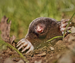 A természetbarát kert gondnoka A természetbarát kert gondnoka