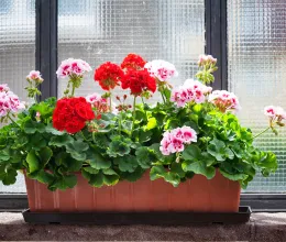 Emiatt haldokolhat a muskátli – Egy idő után már virágot se hoz