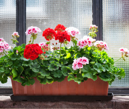 Tavaszra gyönyörű lehet a muskátlid, de már most lépned kell, ha ezt el akarod érni