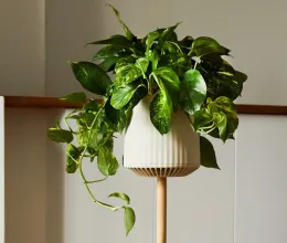 Rákkeltő vegyületeket bont le ez a szobanövény