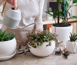 Ha így öntözöd a növényeidet nyáron, rövid időn belül tönkremennek Ha így öntözöd a növényeidet nyáron, rövid időn belül tönkremennek