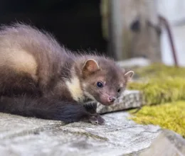Ez az olcsó, vegyszermentes trükk távol tartja a nyestet az autótól és a kerttől is: elűzi az összes idegen betolakodót a háztól