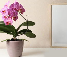 Tegyél egy jégkockát az orchidea cserepébe esténként: döbbenet, mi történik, ha rendszeresen ezt csinálod Tegyél egy jégkockát az orchidea cserepébe esténként: döbbenet, mi történik, ha rendszeresen ezt csinálod