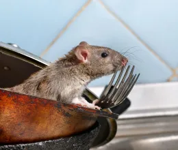 A te padlásodon, vagy pincédben is feltűnhetnek a patkányok, de így távol lehet tartani őket A te padlásodon, vagy pincédben is feltűnhetnek a patkányok, de így távol lehet tartani őket