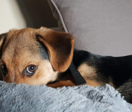 Összefogás több ezer mancsért – a népszerű üzletlánc és az Országos Állatvédőrség együtt segít a rászoruló állatokon