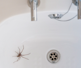 Soha többé nem jelennek meg pókok a fürdőben, ha beveted ezt a vegyszermentes trükköt: végleg elriasztja a nyolclábúakat Soha többé nem jelennek meg pókok a fürdőben, ha beveted ezt a vegyszermentes trükköt: végleg elriasztja a nyolclábúakat