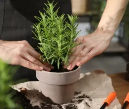 1 kanál ebből a földbe, és őrült növekedésbe kezd majd a rozmaring, a kakukkfű, valamint a levendula