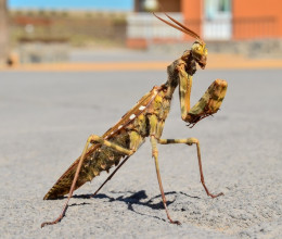 Gigantikus sáskára bukkantak: a mérete megközelíti a fél métert - Videó
