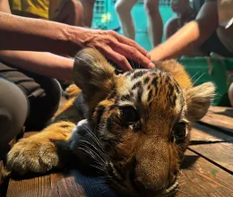 Tragédia történt a fővárosi állatkertben, már nem tudták megmenteni a pár hónapos kistigris életét