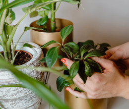 Pillanatok alatt életre kel a kiszáradt növény – a kertészek is ezt a titkos technikát használják Pillanatok alatt életre kel a kiszáradt növény – a kertészek is ezt a titkos technikát használják