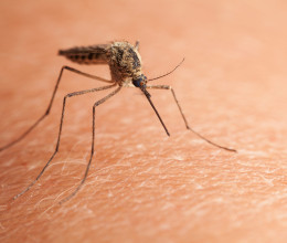 Ezeket a virágokat gyűlölik a szúnyogok, messziről elkerülik majd a részt, ahová ülteted őket