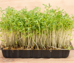Hagyd a céklát: meghálálja a májad, ha minden nap eszel ebből a fura zöldségből - Tele van antioxidánsokkal Hagyd a céklát: meghálálja a májad, ha minden nap eszel ebből a fura zöldségből - Tele van antioxidánsokkal