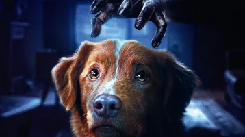 Horrorfilmben lett főszereplő az édes kutya, ma már világsztár