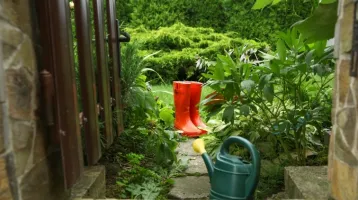 Nem a kaukázusi medvetalp az: ha ezt a növényt látod a ház körül, azonnal irtsd ki, halálosabb, mint hinnéd Nem a kaukázusi medvetalp az: ha ezt a növényt látod a ház körül, azonnal irtsd ki, halálosabb, mint hinnéd